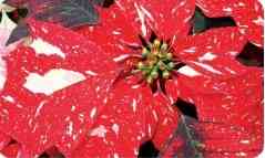 Jingle Bell Poinsettia Image