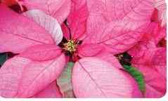 Pink Poinsettia Image