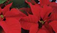 Red Poinsettia Image