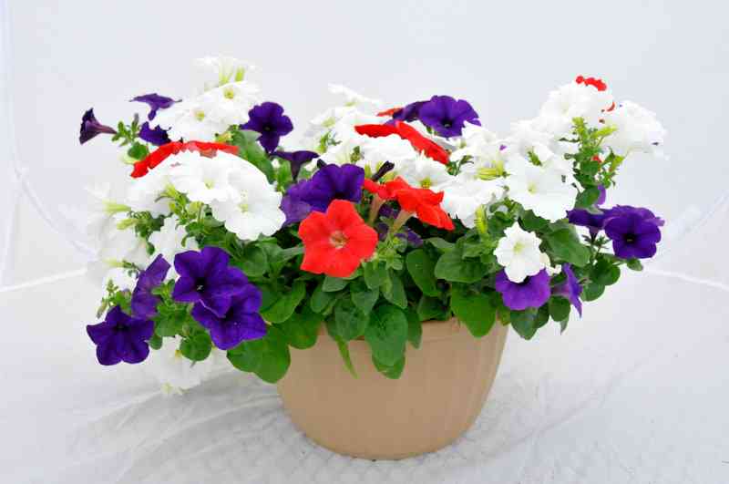 Red White Blue Petunia Mix Hanging Basket Image