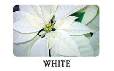 White (Medium) Image