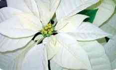 White Poinsettia Image