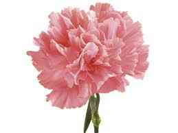 Pink Carnation- Qty 1 Image