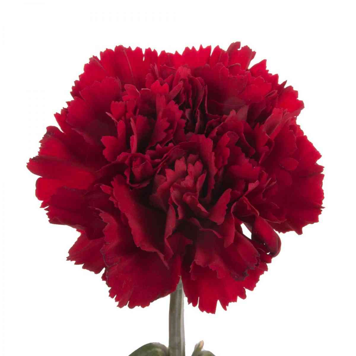 Red Carnation - Qty 1 Image