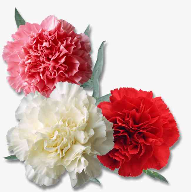 Three Carnations - Pick the colors Image