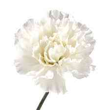White Carnation - Qty 1 Image