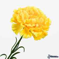 Yellow Carnation - Qty 1 Image