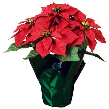 Red Poinsettia Image